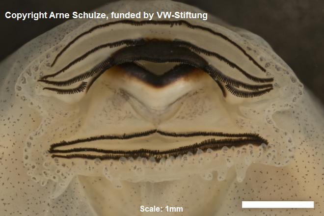 Sorry, no picture available